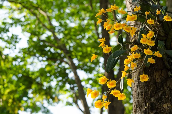 Lindley'nın Dendrobium güzel çiçek ve sarı renk var