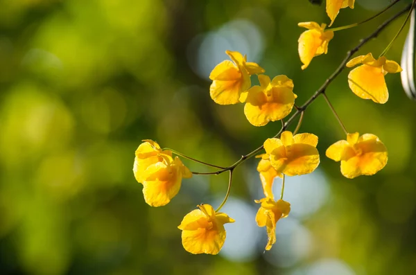 Dendrobium lindleyi Steud cins Dendrobium bir bitkidir. Onlar Güney Çin dağlarında bulunur
