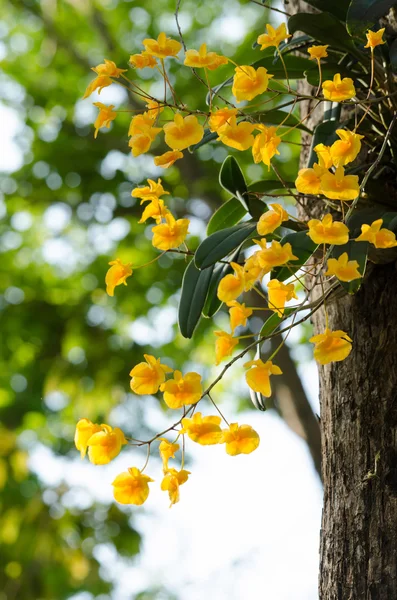 Lindley's Dendrobium is beautiful flower and have yellow colour — Stock Photo, Image