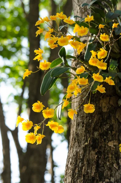 Lindley's Dendrobium is beautiful flower and have yellow colour — Stock Photo, Image