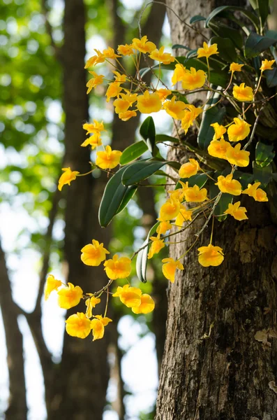 Lindley's Dendrobium is beautiful flower and have yellow colour — Stock Photo, Image