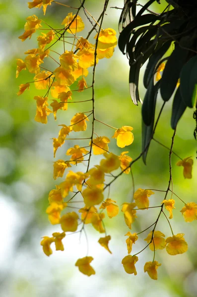 Lindley's Dendrobium is beautiful flower and have yellow colour — Stock Photo, Image