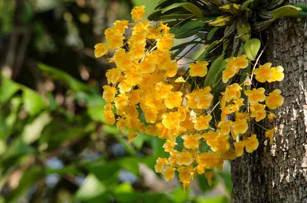 Lindley's Dendrobium est belle fleur et ont la couleur jaune — Photo