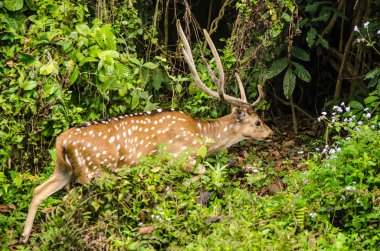 Benekli geyik, ormanda canlı ve otçul