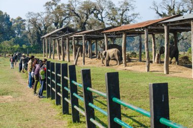 Aile fil ve sipariş fil büyük memeliler fillerin vardır.