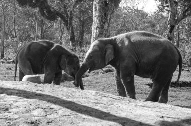 Aile fil ve sipariş fil büyük memeliler fillerin vardır.