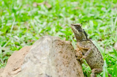 sürüngen ormandaki Yeşil Ejder konuşuyor
