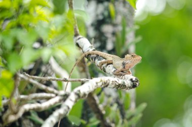 LizZarD ağaç üzerinde