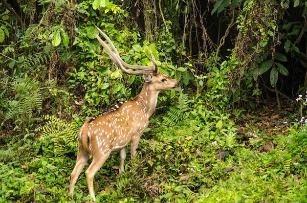 Benekli geyik, ormanda canlı ve otçul