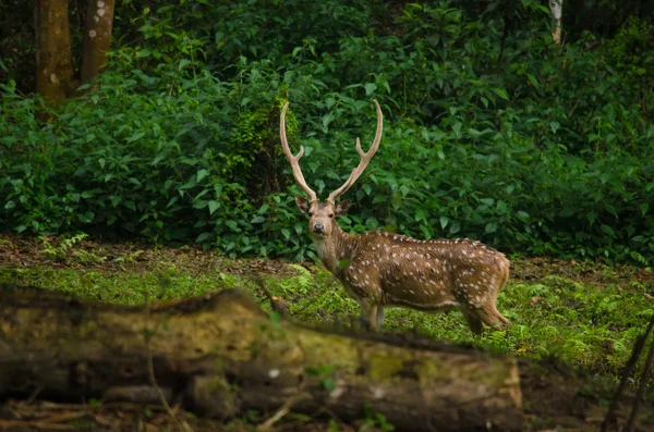 Chital 사슴, 숲에 살고 이며 계 — 스톡 사진
