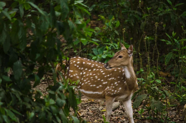 Chital es ciervo, vive en el bosque y es herbívoro — Foto de Stock