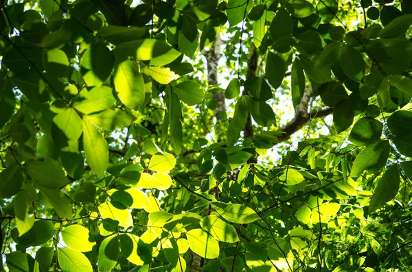 Folha verde backgroun — Fotografia de Stock