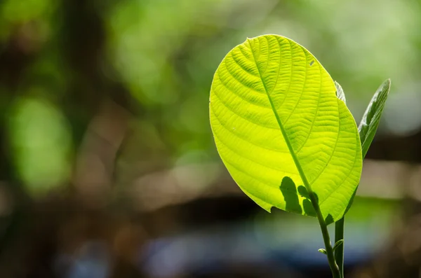 Folha Verde Fundo Floresta Tem Muitas Espécies Flora Fundo Tem — Fotografia de Stock