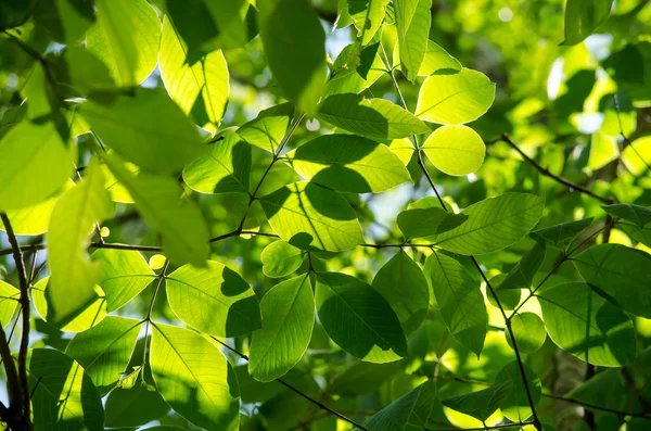 yaprak arka planda orman yeşil, pek çok tür flora var. arka plan çerçevesinde birçok renk var
