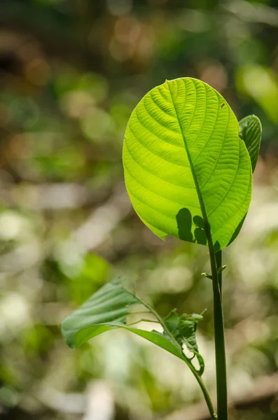 Folha verde backgroun — Fotografia de Stock