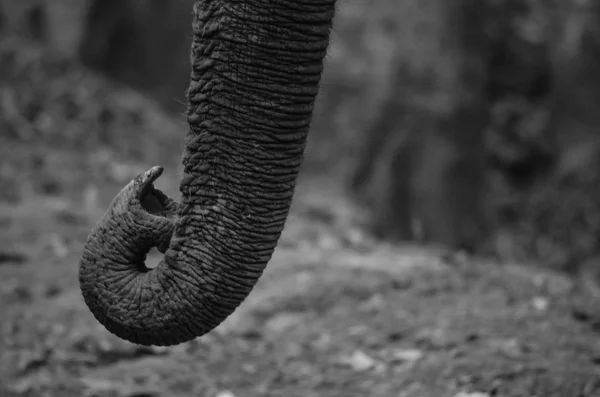 Olifanten Zijn Grote Zoogdieren Van Familie Olifanten Orde Slurfdieren — Stockfoto