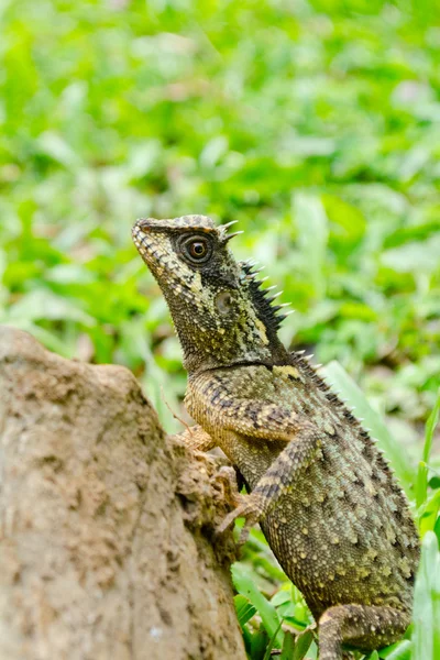 Зеленый дракон рептилия в лесу — стоковое фото