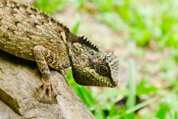 Dragão verde é réptil na floresta — Fotografia de Stock