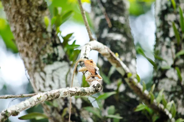 LizZarD ağaç üzerinde
