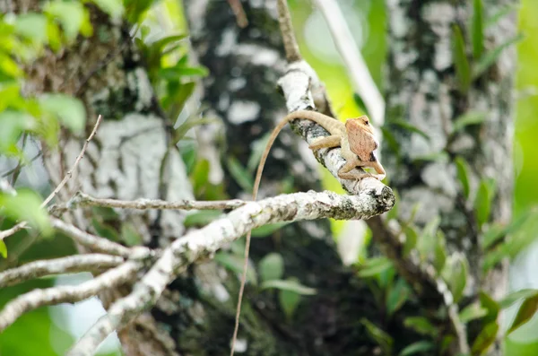 LizZarD ağaç üzerinde