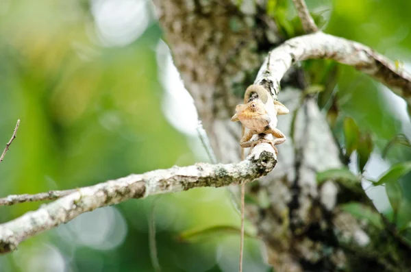 Lizzard on the tree — Stock Photo, Image