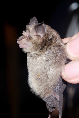 Yarasalar tavan dönem öğle üzerinde asılı mağarada yatıyor musun