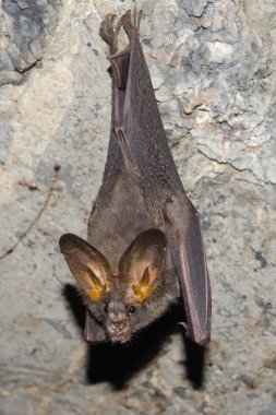 bat is mammal and call 