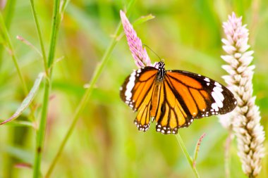 Çiçekte turuncu kelebek