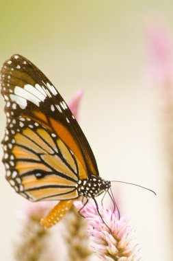 Çiçekte turuncu kelebek