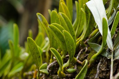 Dendrobium ellipsophyllum güzel çiçek ve beyaz, siz