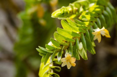 Dendrobium ellipsophyllum güzel çiçek ve beyaz, siz