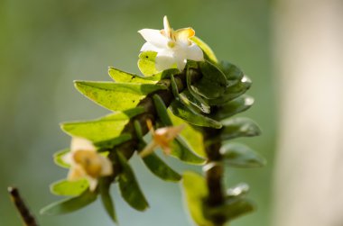 Dendrobium ellipsophyllum güzel çiçek ve beyaz, siz