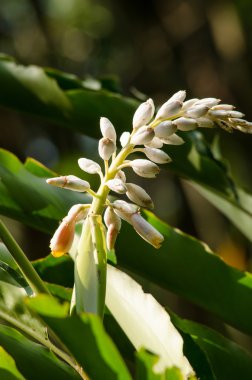 Alpinia çiçekli bitkiler zencefil ailesinde, Zingiberaceae bir cinsidir. Prospero Alpini için adlandırılır