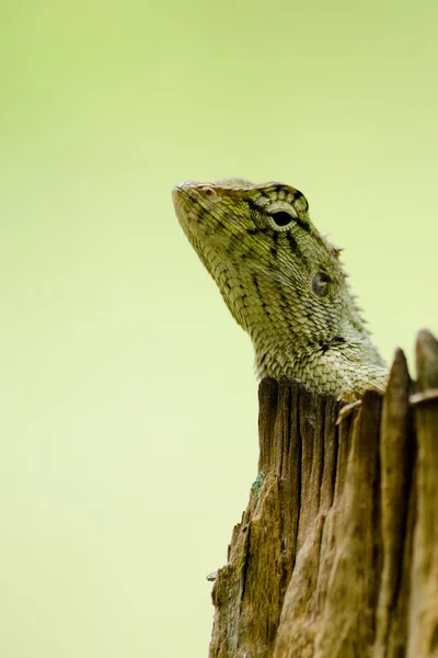 Lagarto na árvore — Fotografia de Stock