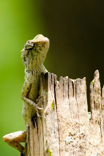 Lagarto na árvore — Fotografia de Stock