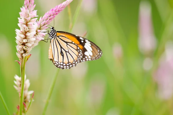 Çiçekte turuncu kelebek