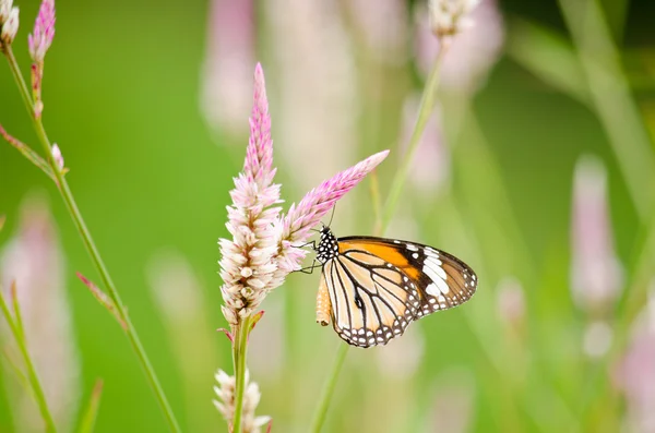 Mariposa naranja en flor — Foto de Stock