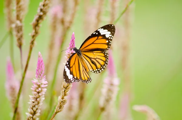 Çiçekte turuncu kelebek