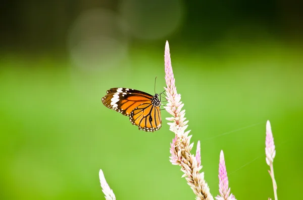 Çiçekte turuncu kelebek