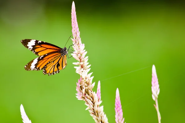 Mariposa naranja en flor — Foto de Stock