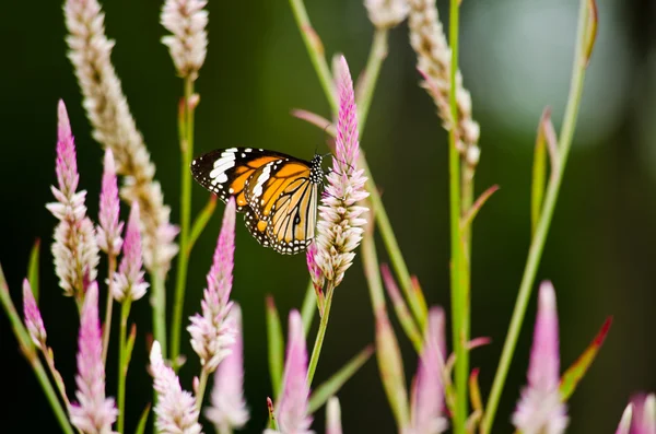 Mariposa naranja en flor — Foto de Stock