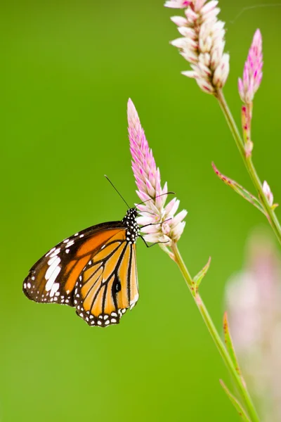 Çiçekte turuncu kelebek
