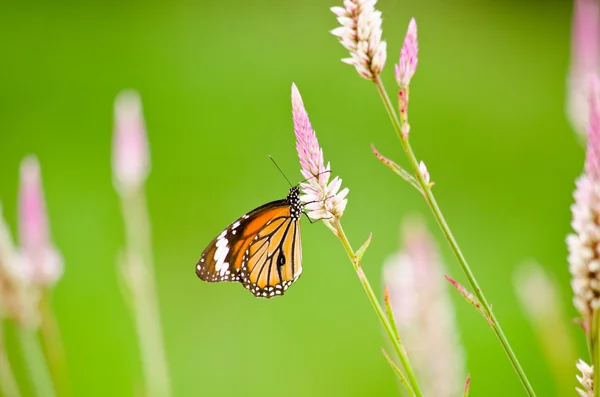 Çiçekte turuncu kelebek