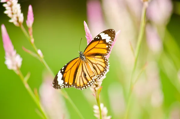 Çiçekte turuncu kelebek