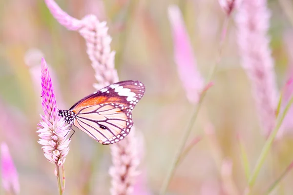 Borboleta de laranja em flor — Fotografia de Stock