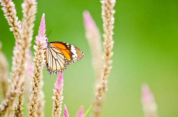 Mariposa naranja en flor — Foto de Stock