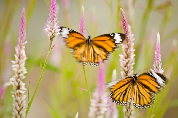 Mariposa naranja en flor — Foto de Stock