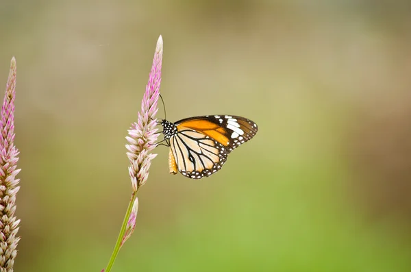 Çiçekte turuncu kelebek