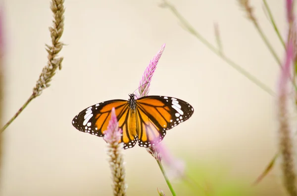 Çiçekte turuncu kelebek — Stok fotoğraf