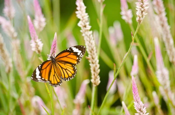 Mariposa naranja en flor — Foto de Stock